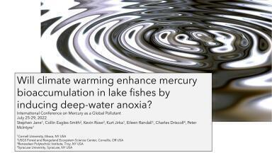 Will climate warming enhance mercury bioaccumulation in lake fishes by inducing deep-water anoxia?